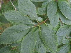 ノリウツギ/ 糊空木